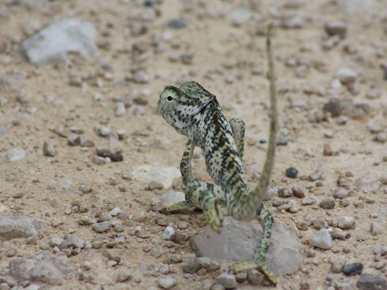 Chamäleon in der Etosha